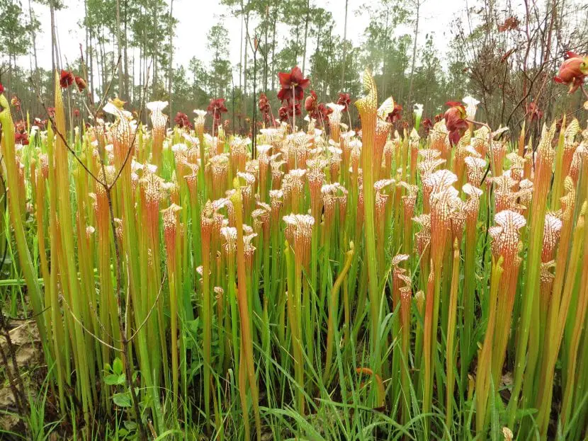 What are the giant carnivorous plants?