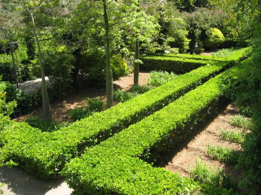 Selection of Shrubs for Fast-Growing Hedges