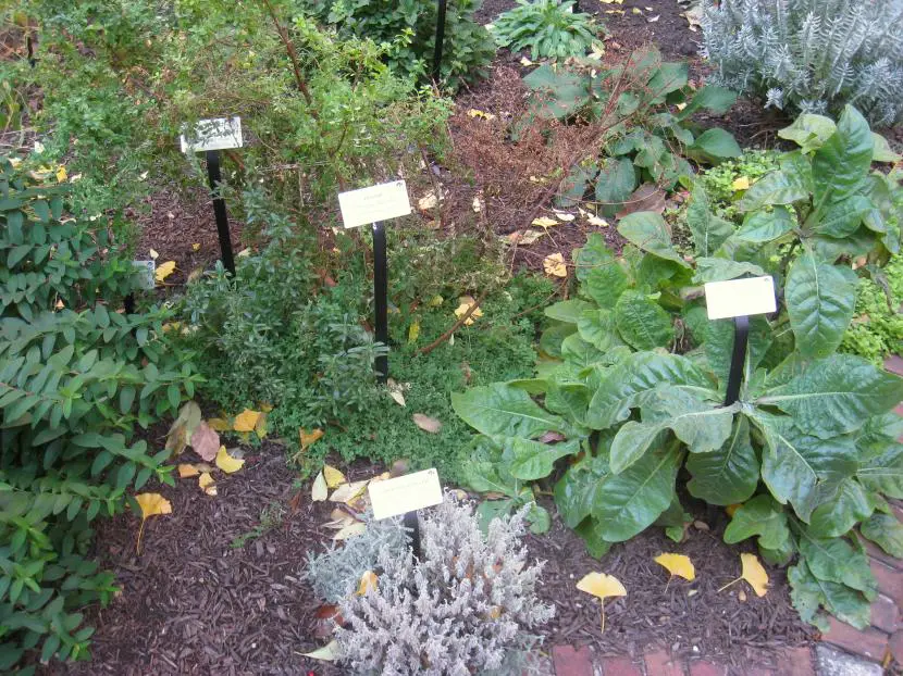 Selection of medicinal plants for your garden