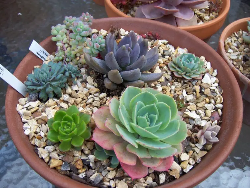 Selection of succulent plants to have in pots