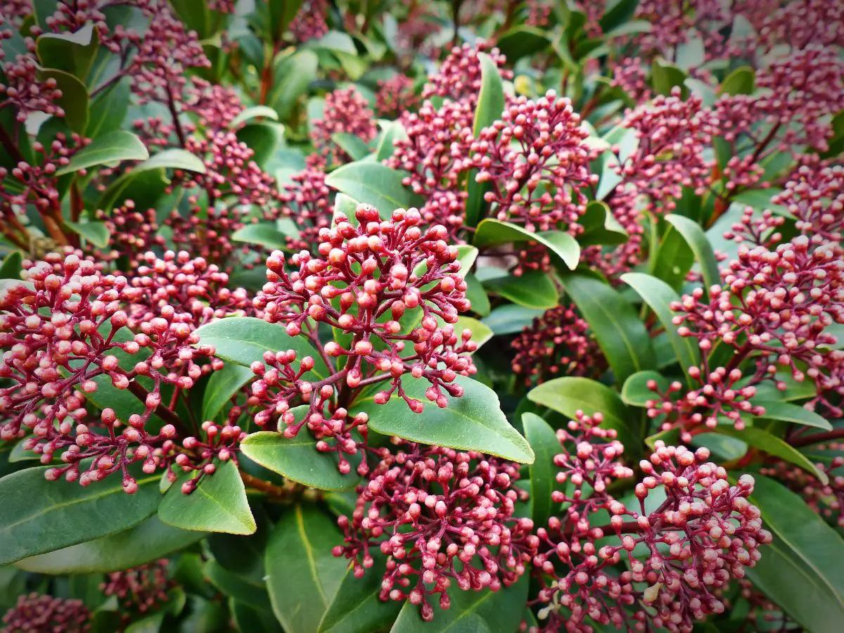 Skimmia japonica: care | Gardening On