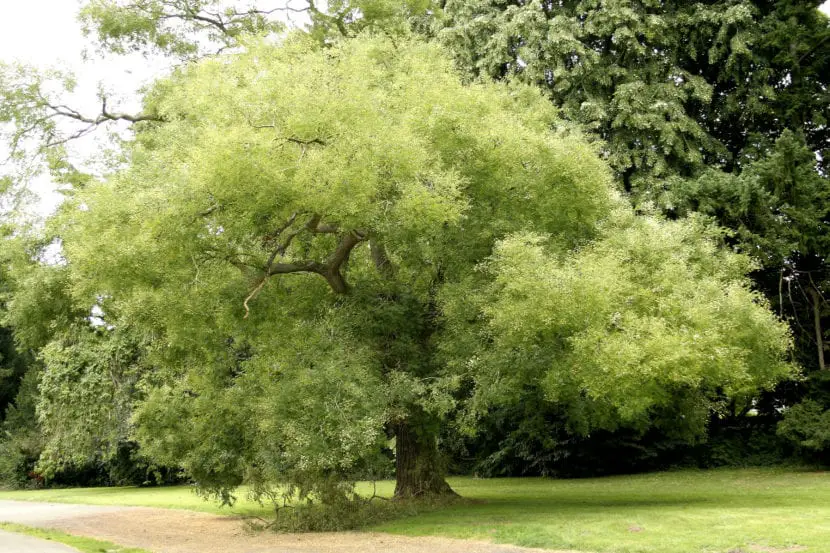 Sophora japonica, an extraordinary tree for your garden