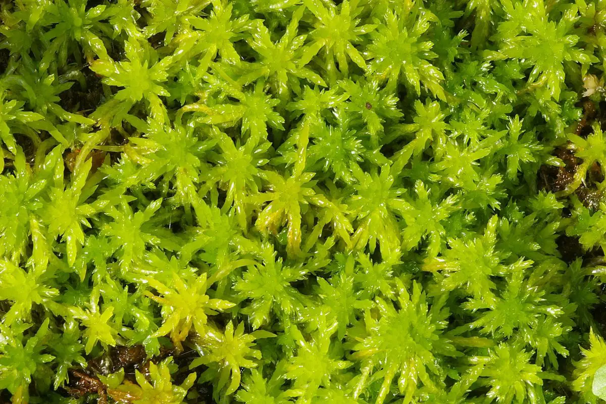 Sphagnum: what is it, what is it for, types and care