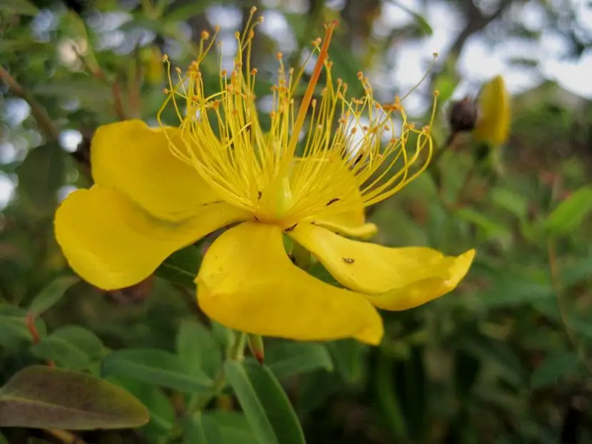 St. John’s wort, a plant suitable for beginners