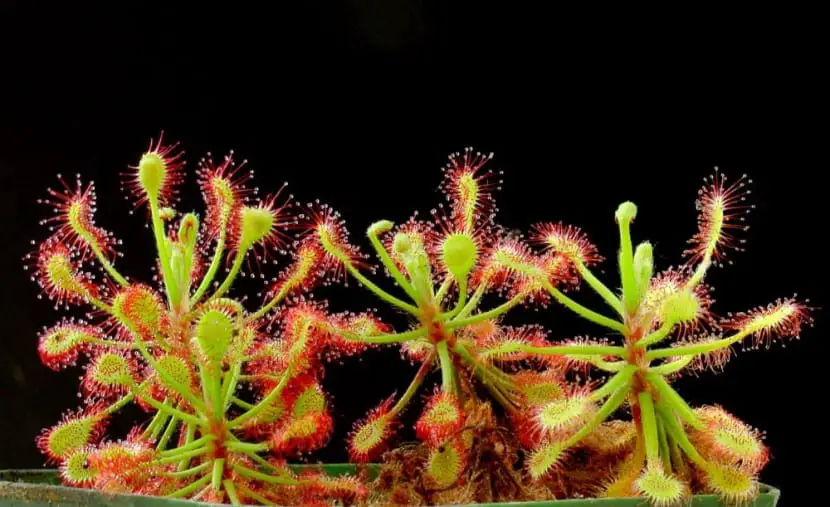 Sundew cultivation and care | Gardening On
