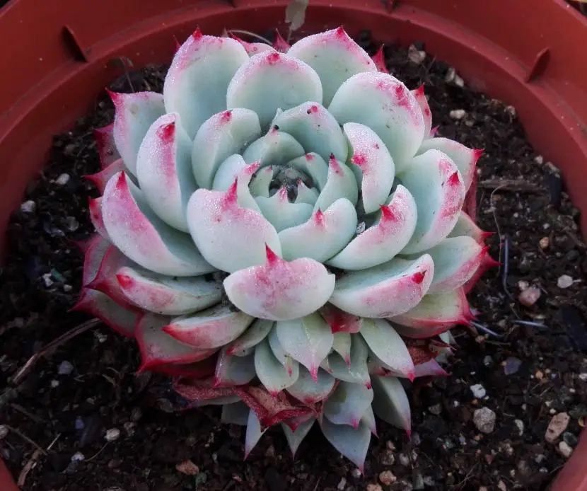 Symptoms of cold in succulent plants