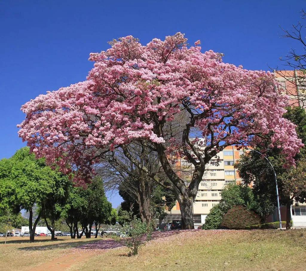 Tabebuia, the best trees for tropical climates