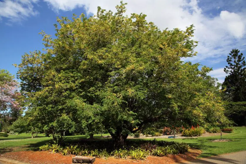 Tamarindo, a tropical tree of exceptional beauty