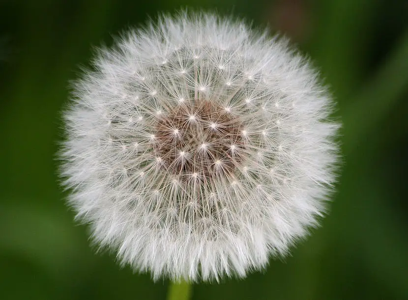 Taraxacum officinale: What it is for, properties and meaning