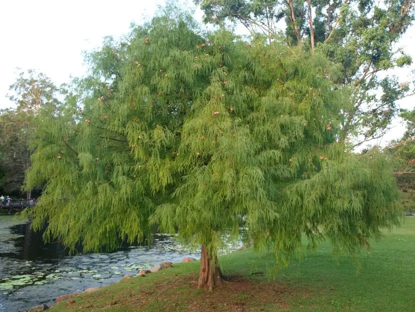 Taxodium, a majestic tree