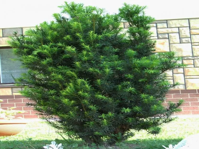 Where to plant a yew tree?