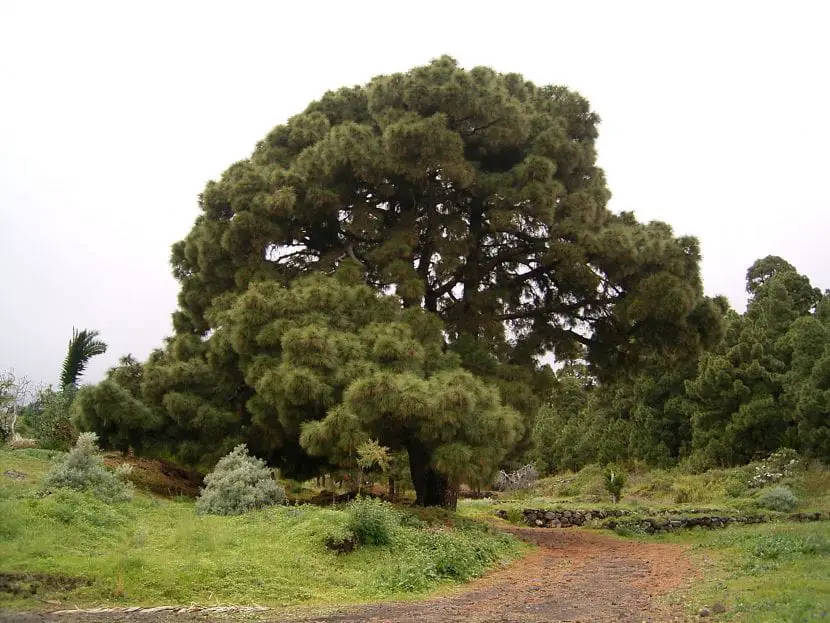 The Canary pine, a fire resistant conifer