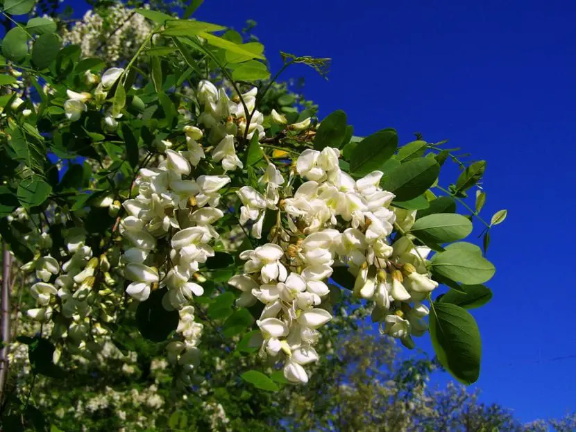 The Robinia pseudoacacia, the tree with beautiful flowers