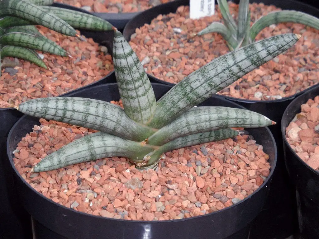 The Sansevieria, cultivation and care