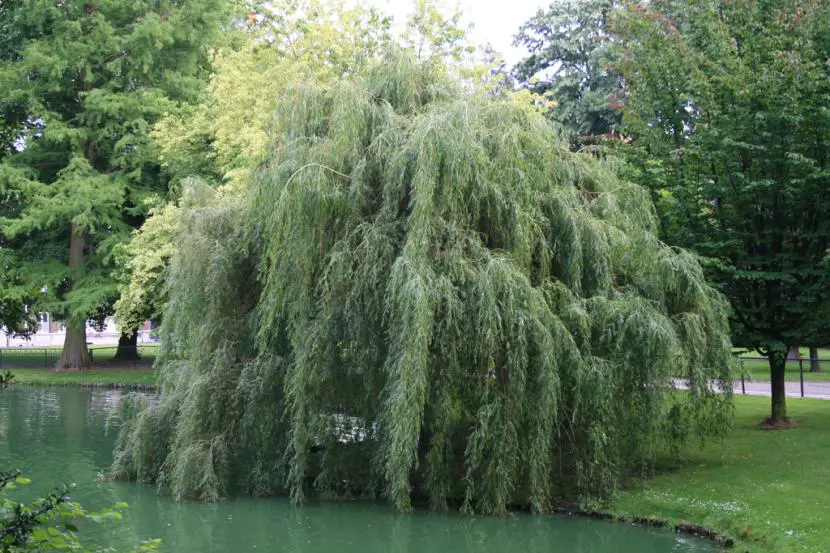 The Weeping Willow | Gardening On