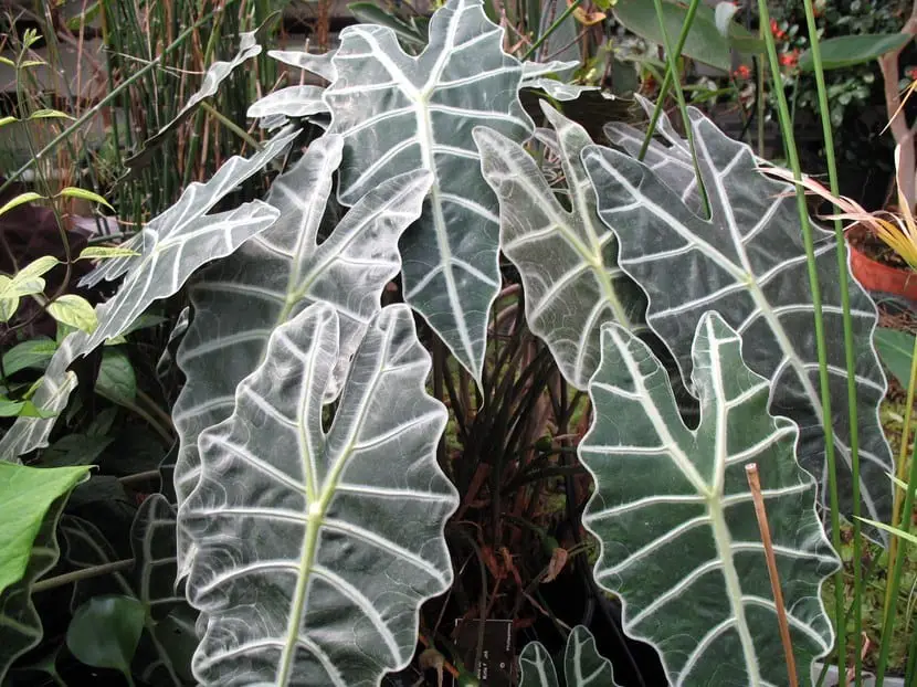 The beautiful Alocasia, large-leaved plants