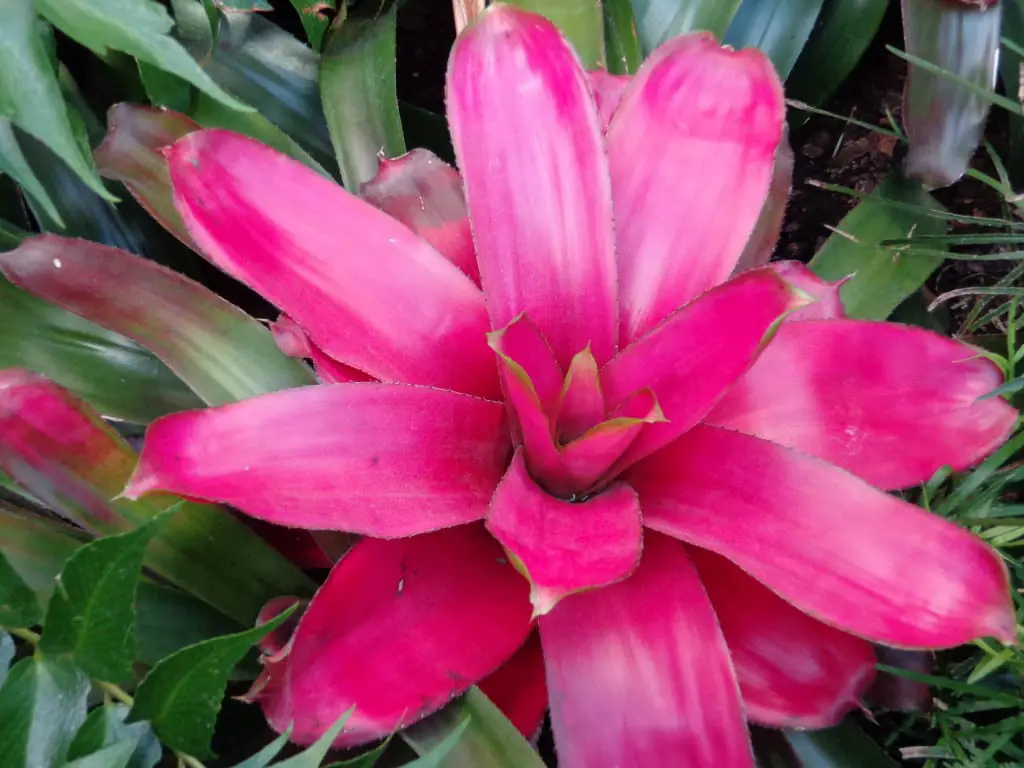 The beauty of bromeliads | Gardening On