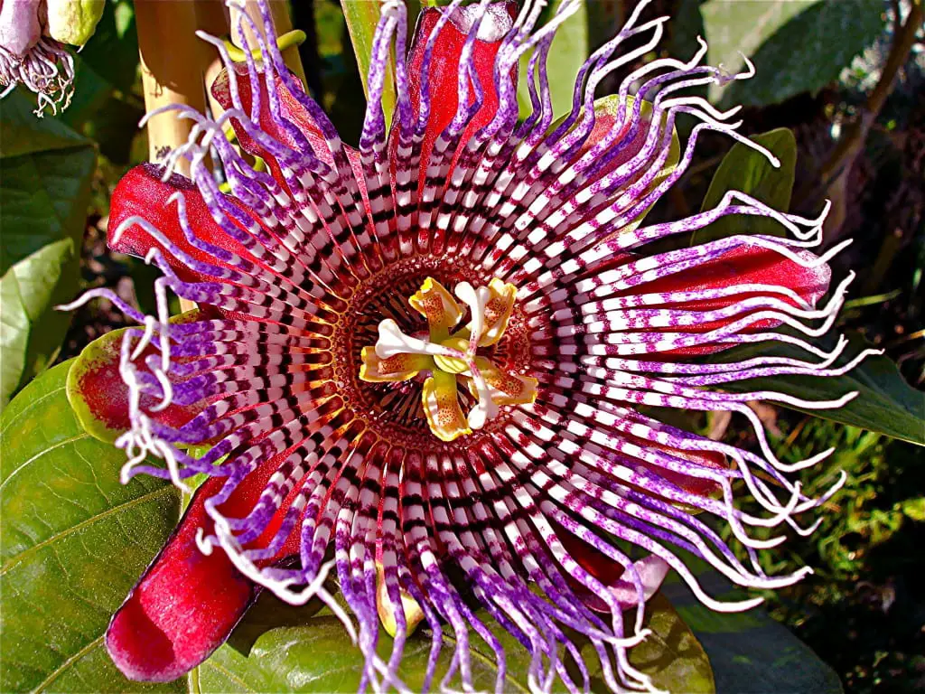 The care of the Passiflora