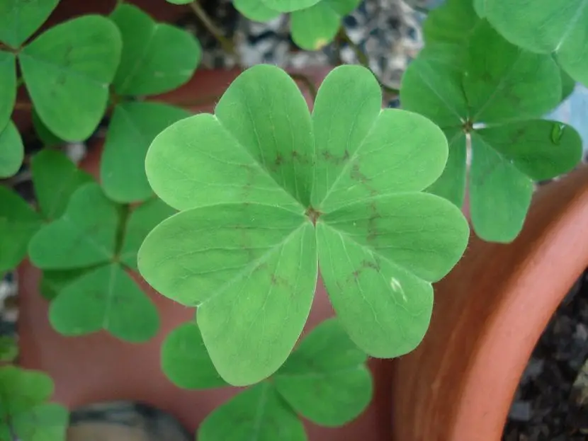 The four-leaf clover, the most curious herb