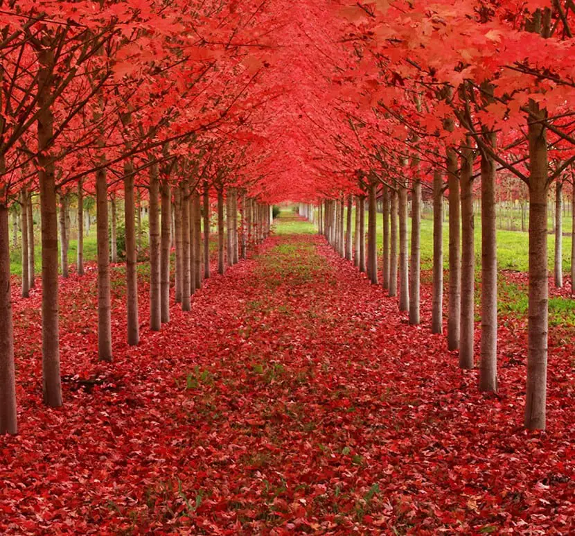 The most beautiful and wonderful trees in the world