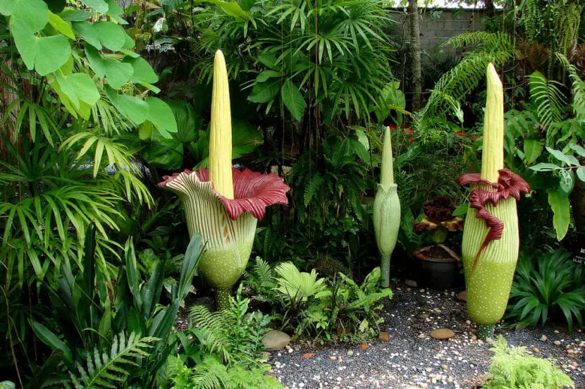 The most curious exotic plants