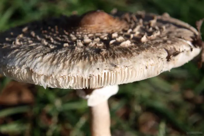 The parasol, the most delicious edible mushroom