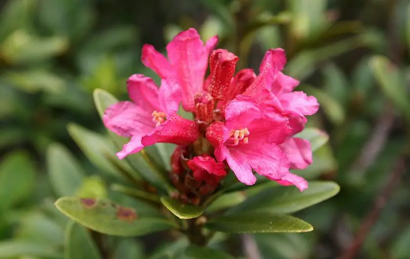 The rhododendron, a magical flower bush