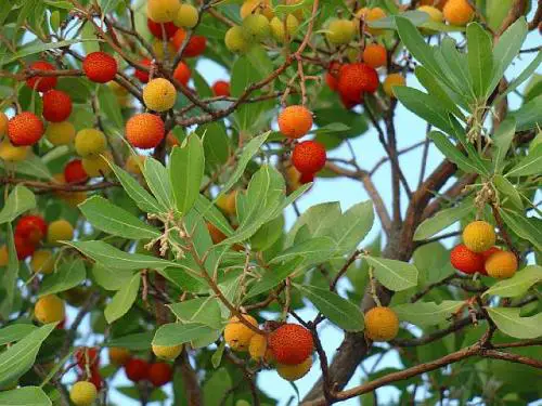 The strawberry tree, an ideal shrub to have in the garden