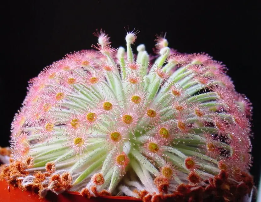 The thousand and one faces of the Drosera
