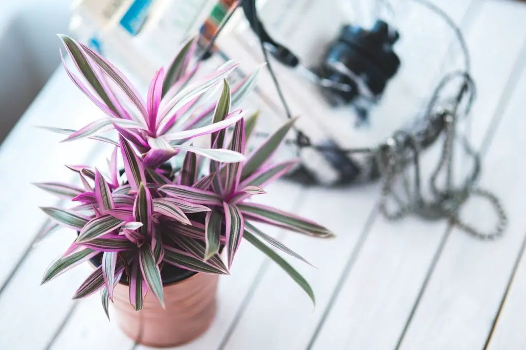 Tips for buying indoor plants