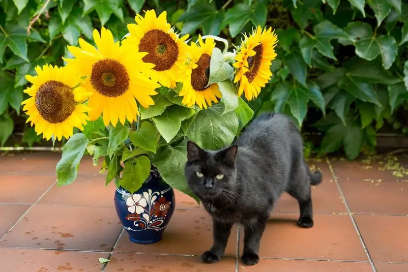 Toxic Plants for Cats | Gardening On