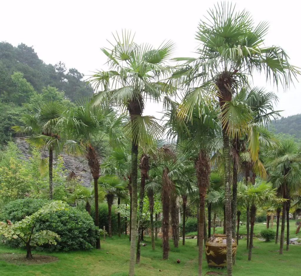 Trachycarpus fortunei, the most cold-resistant palm