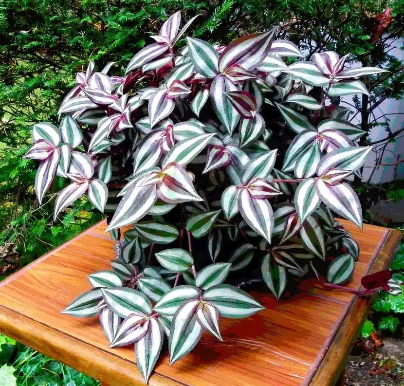 Tradescantia Zebrina, a decorative plant