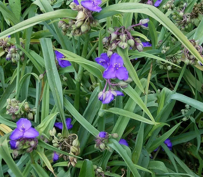 Tradescantia, an easy plant to care for