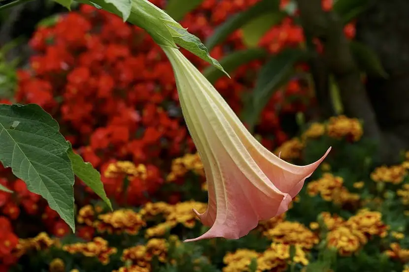 How to grow and care for the Angel Trumpet