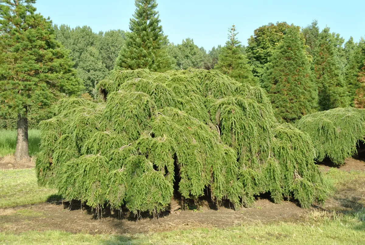 Tsuga canadensis: A tall tree beneficial to animals