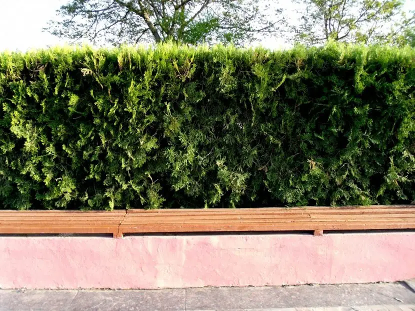 Types of hedges in the garden