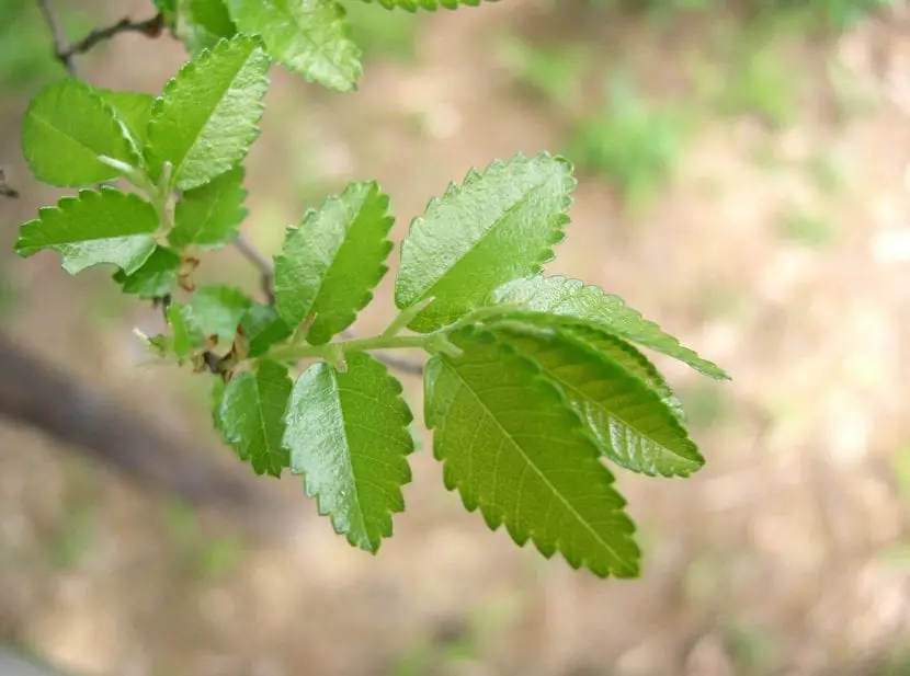 Chinese elm (Ulmus parvifolia)