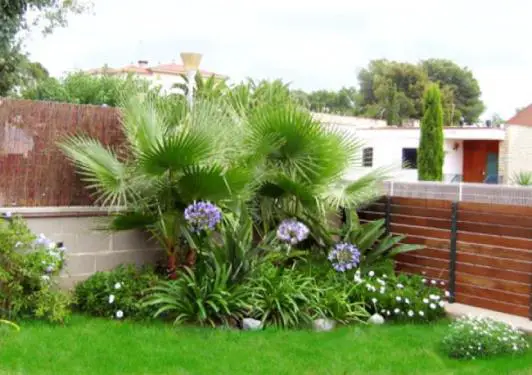 Uses of palm trees | Gardening On