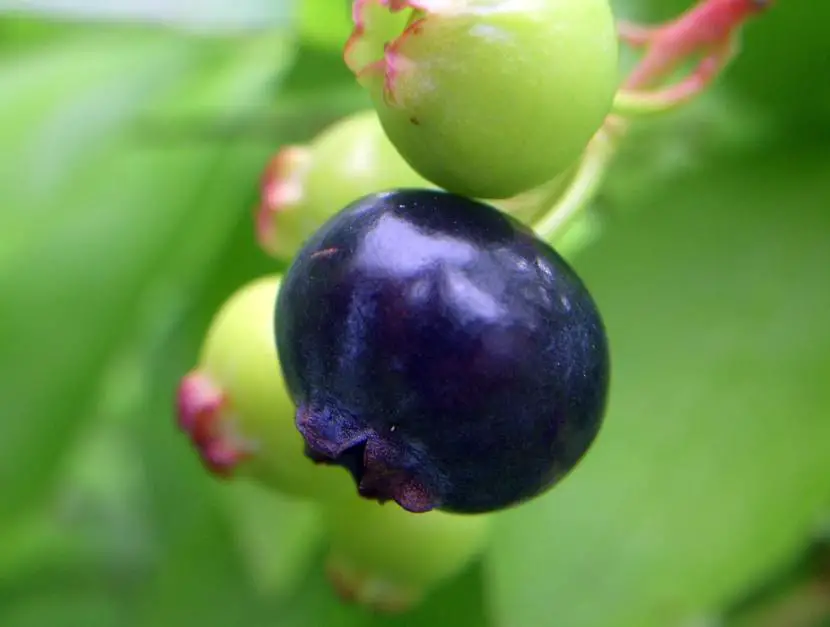 How is the cultivation of blueberries?