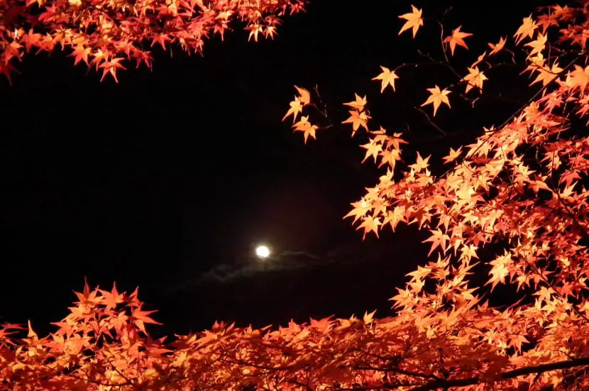 Varieties of Japanese Maple | Gardening On