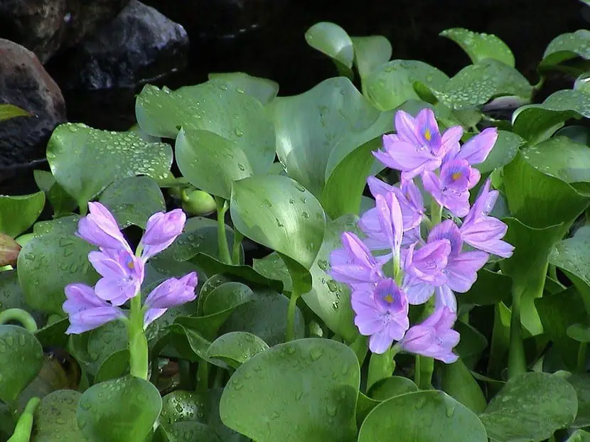 Water hyacinth for ponds | Gardening On