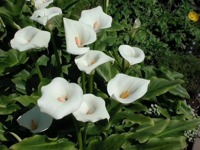 Is the meaning of the white lily