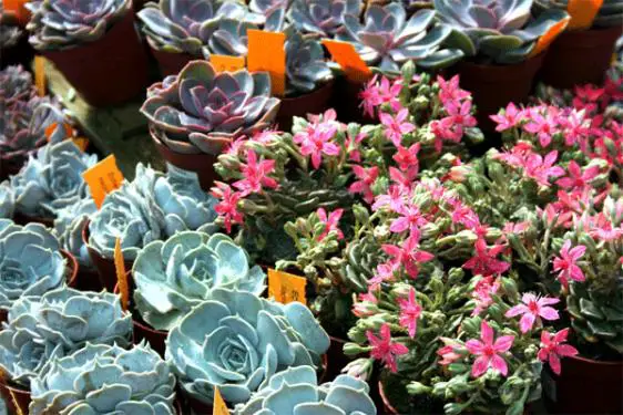 What are succulent plants | Gardening On
