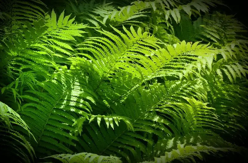 What are the care of ferns?