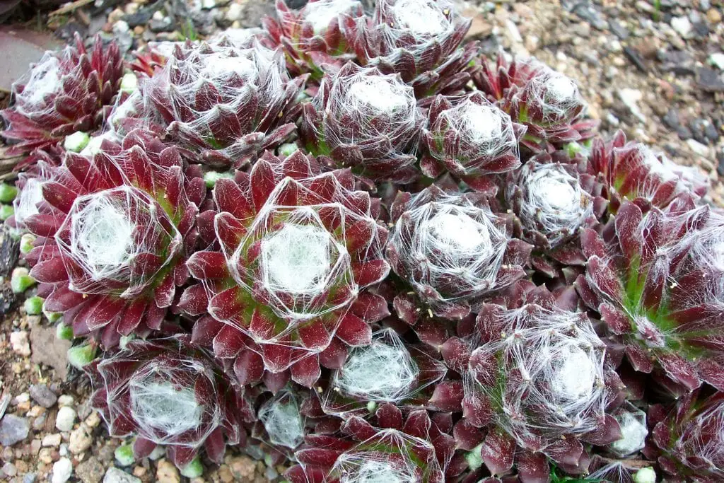 What do succulents need? | Gardening On