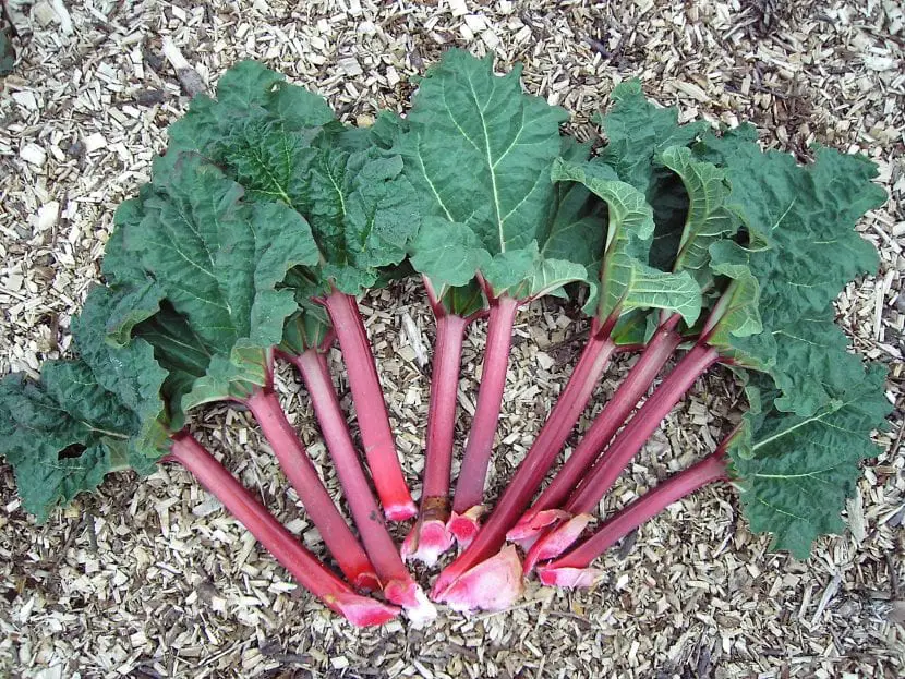 What is rhubarb? | Gardening On