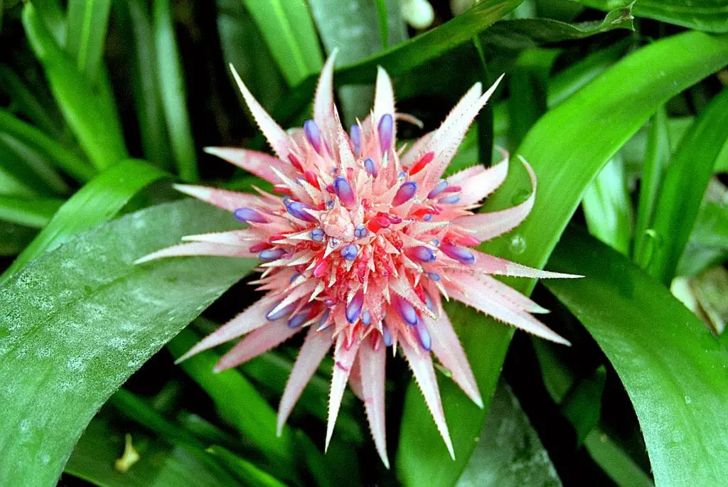 What is the care of bromeliad?