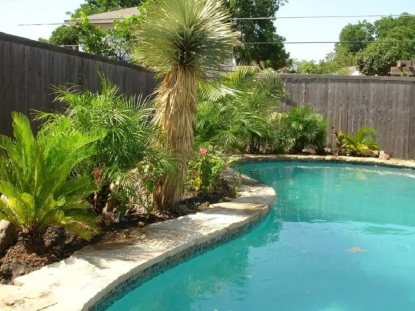 What is the ideal distance between a palm tree and a swimming pool?