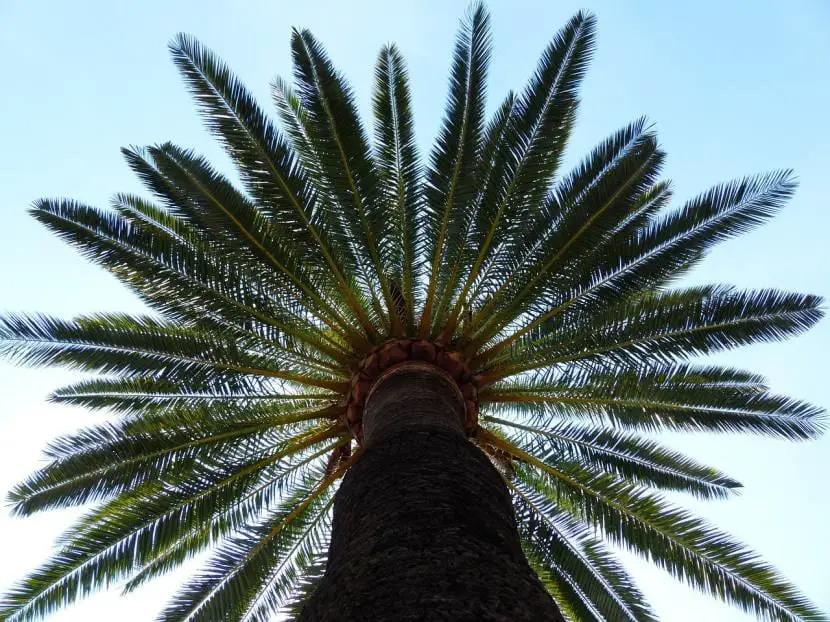 What types of palm trees can we find in Spain?